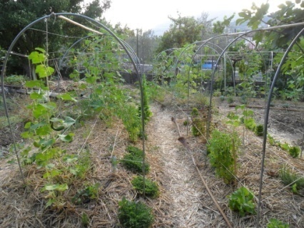 L'orto sinergico (e un po' biodinamico)